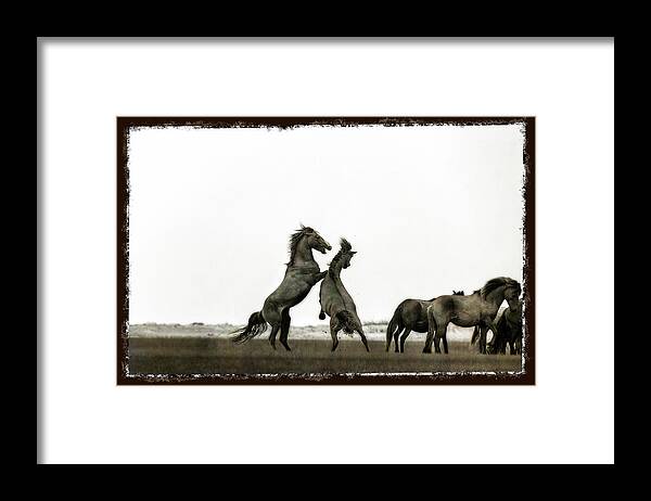 Wild Horse Framed Print featuring the photograph Wild Horse series - The fight by Dan Friend