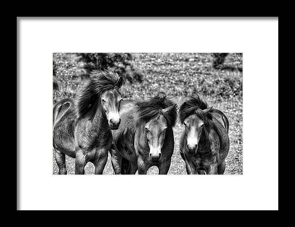 Nature Framed Print featuring the photograph Wild Horses BW1 by Ingrid Dendievel