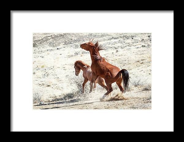 Wild Horses Framed Print featuring the photograph Wild Horses Couple #2 by Catherine Lau