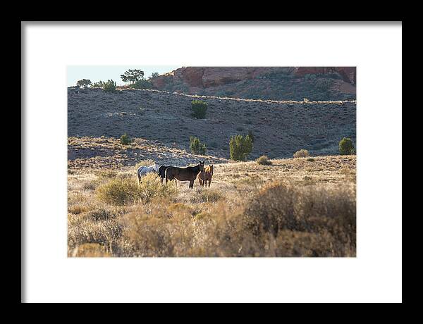 Arizona Framed Print featuring the photograph Wild Horses in Monument Valley by Jon Glaser