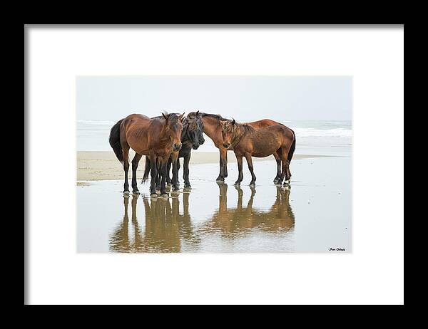 Horses Framed Print featuring the photograph Wild Horses of Corolla by Fran Gallogly