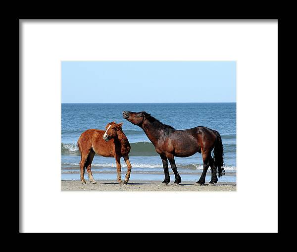 Wild Framed Print featuring the photograph Wild Horses on Beach by Ted Keller