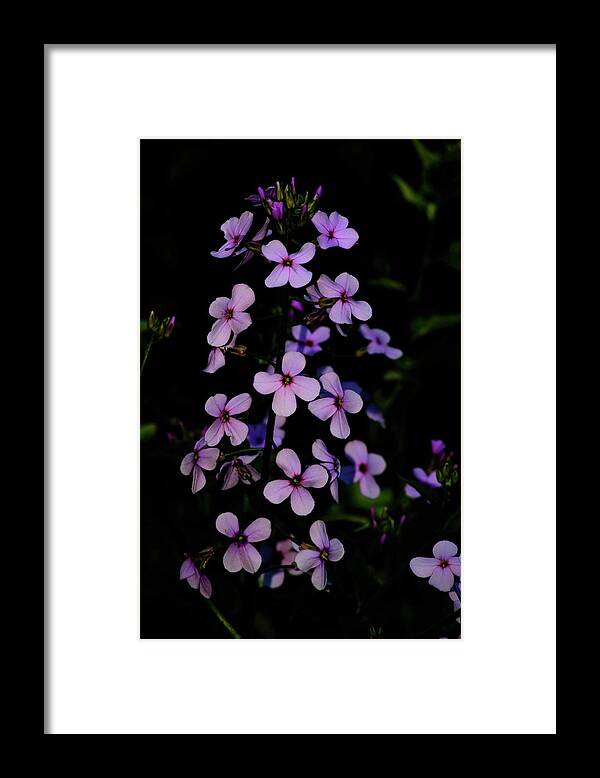 Dames Rocket Framed Print featuring the photograph Wild in the Dark by Tikvah's Hope