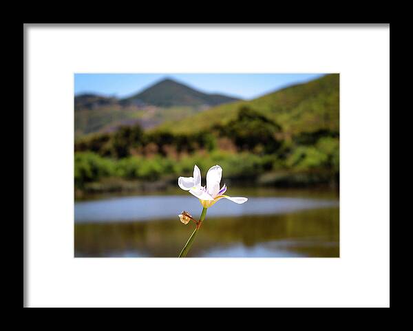 Wild Iris Isolated By The Lake Framed Print featuring the photograph Wild Iris by Alison Frank
