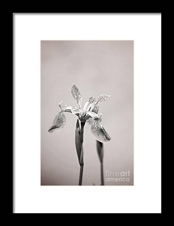 Wild Iris Photo Framed Print featuring the photograph Wild Iris Black and White Print by Gwen Gibson