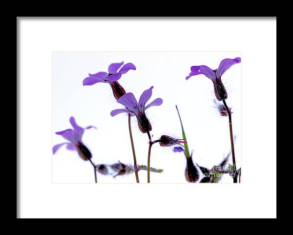 Macro Framed Print featuring the photograph Wild Knotted Cranesbill by Stephen Melia