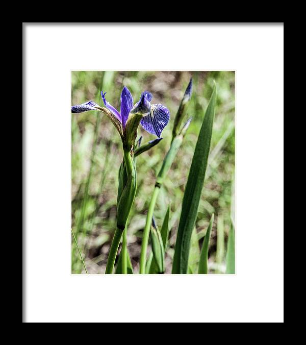 Iris Flower Framed Print featuring the photograph WIld Maine Iris by Daniel Hebard