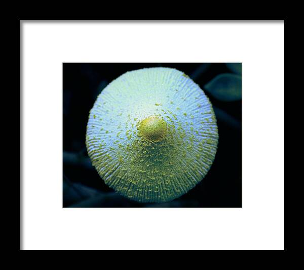 Macro Framed Print featuring the photograph Wild Mushroom 2 by M Diane Bonaparte