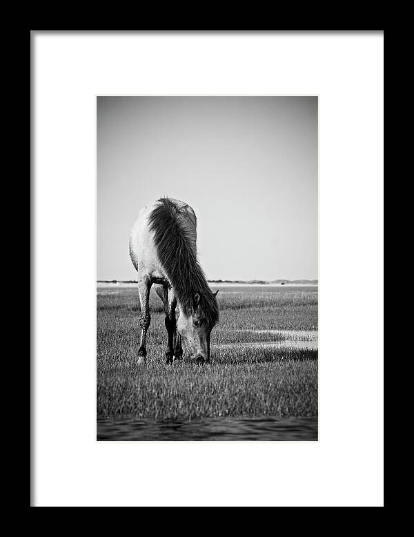 Wild Framed Print featuring the photograph Wild Mustang by Bob Decker