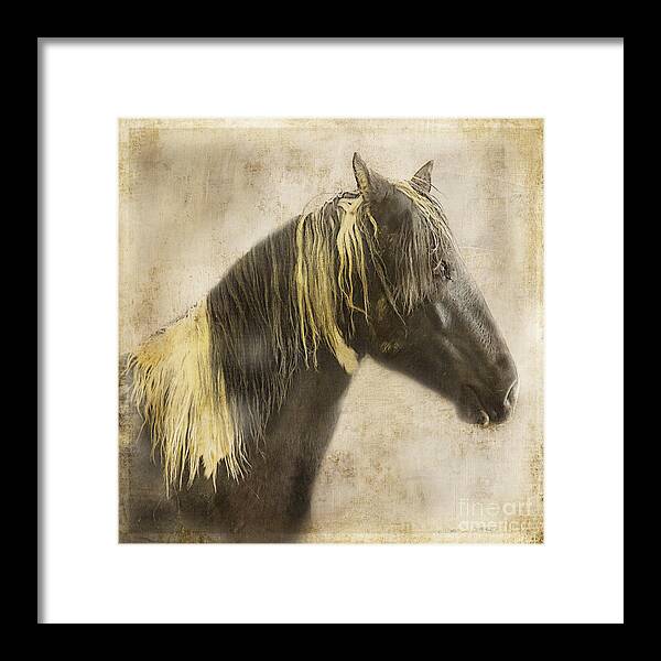 Vintage Framed Print featuring the photograph Wild Mustang by Craig J Satterlee
