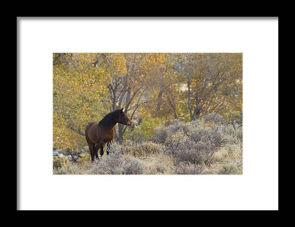 Horses Framed Print featuring the photograph Wild Mustang Horse by Waterdancer 