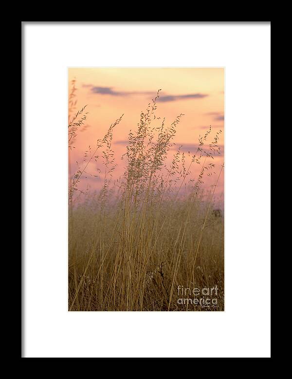 Grass Framed Print featuring the photograph Wild Oats by Linda Lees