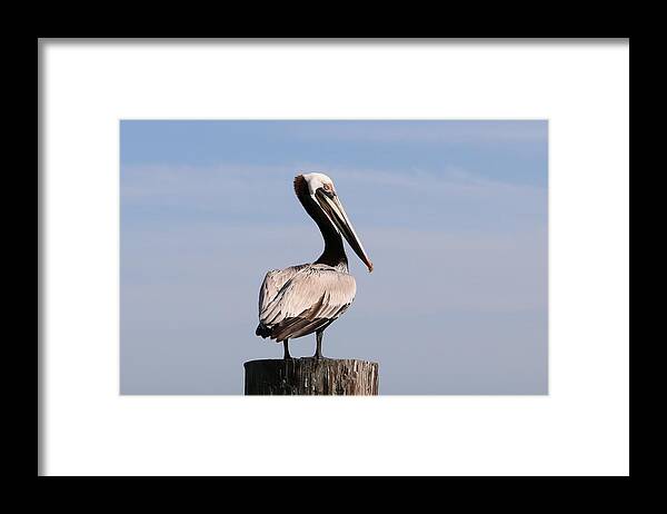 Wild Framed Print featuring the photograph Wild Pelican by Christy Pooschke