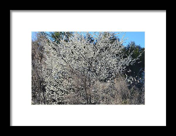 Wild Plum Tree Framed Print featuring the photograph Wild Plum Tree by Warren Thompson