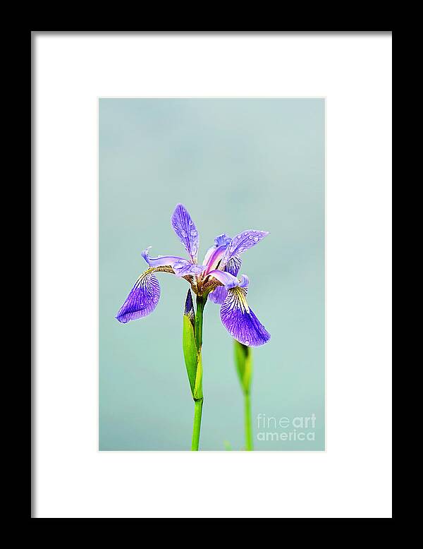 Wild Iris Photo Framed Print featuring the photograph Wild Purple Iris Print by Gwen Gibson