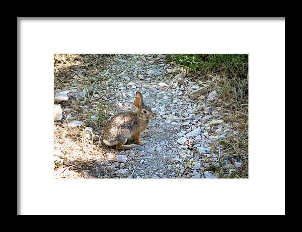 K. Bradley Washburn Framed Print featuring the photograph Wild Rabbit by K Bradley Washburn