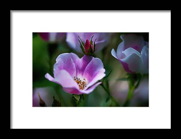  Framed Print featuring the photograph Wild Rose 7 by Dan Hefle