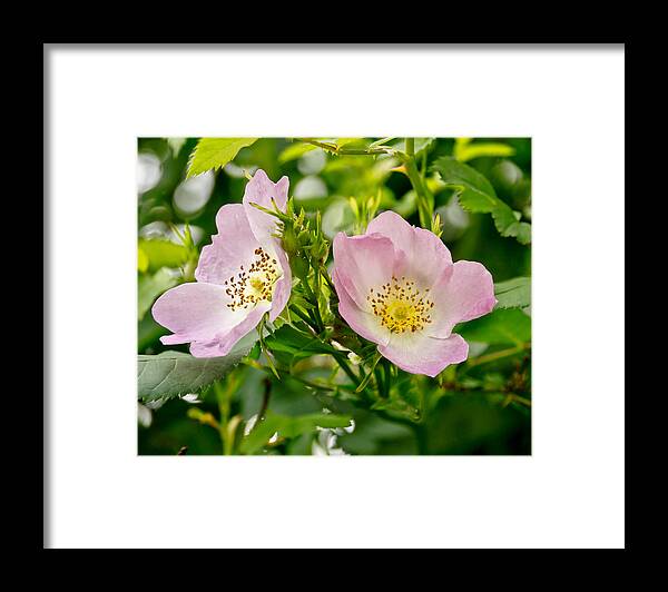 Wild Roses Framed Print featuring the photograph Wild Roses. Duo. by Elena Perelman