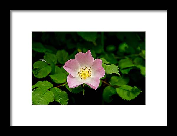 Wild Roses Floral Framed Print featuring the photograph Wild Roses. First movement. by Elena Perelman