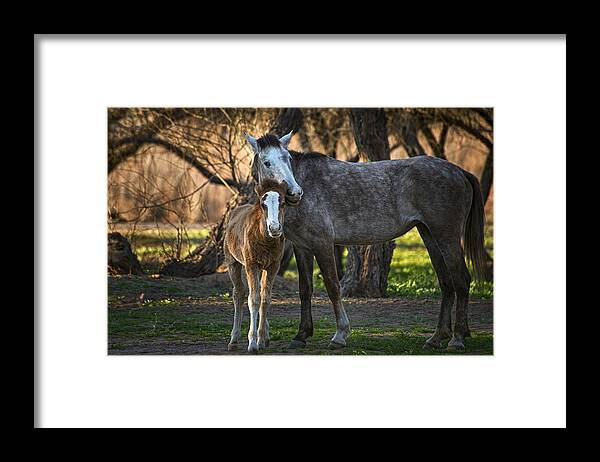 Salt River Wild Horse Framed Print featuring the photograph Wild Salt River Horse love by Dave Dilli
