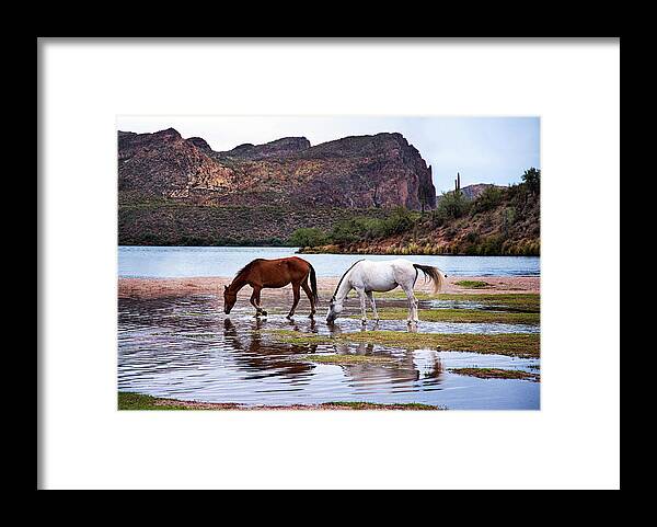 Wild Horses Framed Print featuring the photograph Wild Salt River Horses at Saguaro Lake Arizona by Dave Dilli