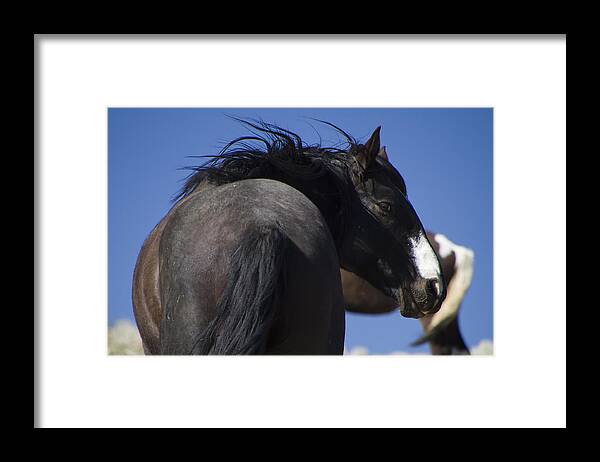 Horses Framed Print featuring the photograph Wild Stallion by Waterdancer