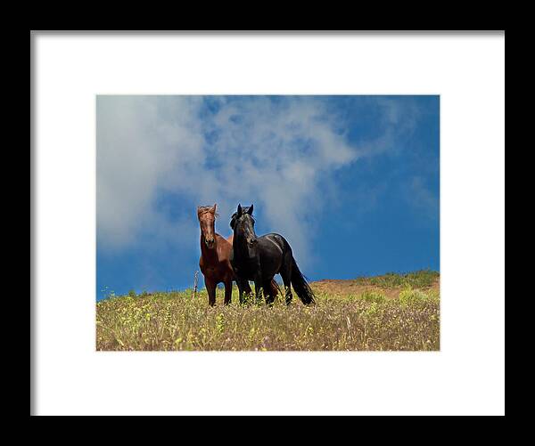 Horses Framed Print featuring the photograph Wild Stallions together by Waterdancer