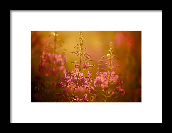 Flower Framed Print featuring the photograph Wild Summer Flowers by Sublime Ireland