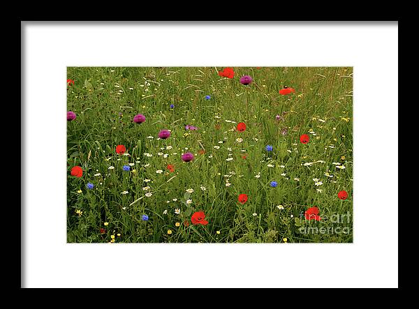 Summer Framed Print featuring the photograph Wild Summer Meadow by Baggieoldboy