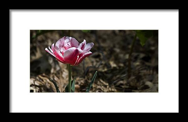 Tulip Framed Print featuring the photograph Wild Tulip by Teresa Mucha