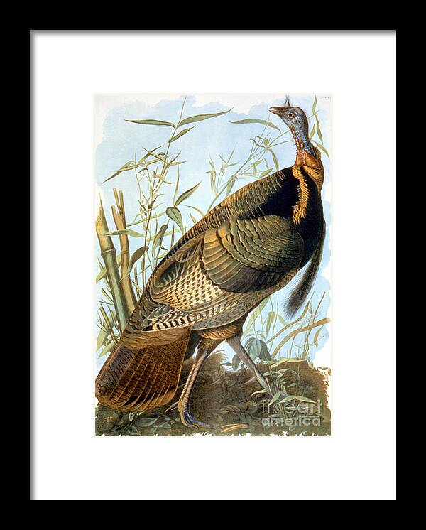 Aodng Framed Print featuring the photograph Wild Turkey by Granger