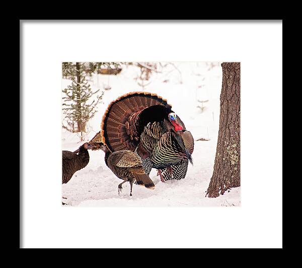 Wild Turkey Framed Print featuring the photograph Wild Turkey Parade Print by Gwen Gibson