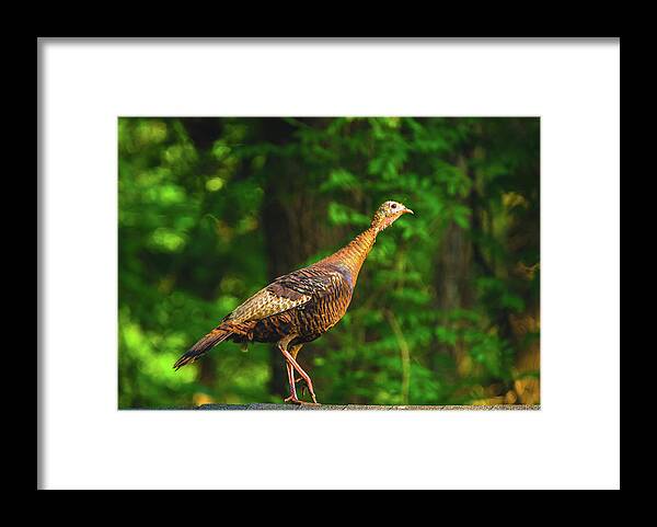 04jun2017 Framed Print featuring the photograph Wild Turkey Profile on Rooftop by Jeff at JSJ Photography