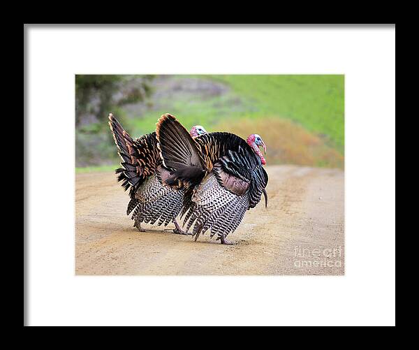 Turkeys Framed Print featuring the photograph Wild Turkeys by Mimi Ditchie