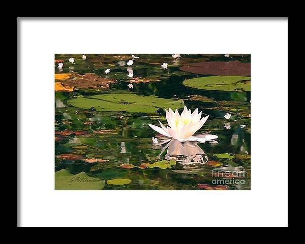 Water Lilly Framed Print featuring the photograph Wild Water Lilly by Pat Davidson
