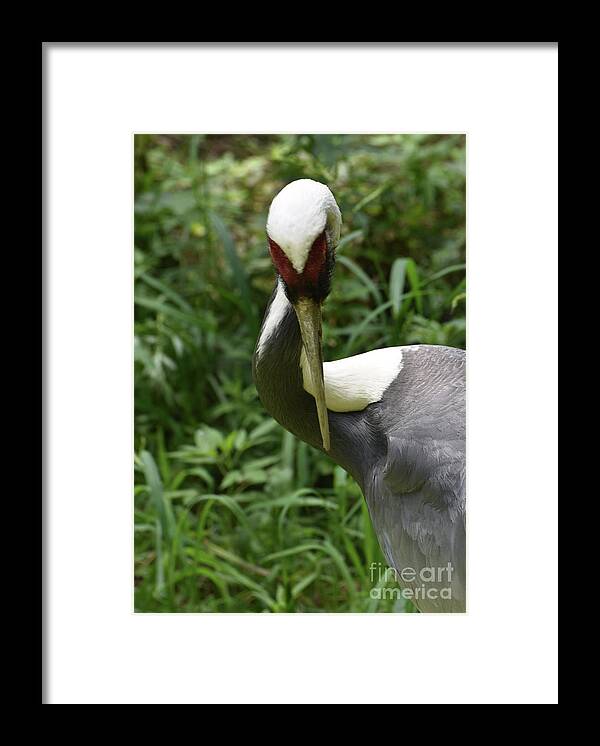 White-naped-crane Framed Print featuring the photograph Wild Whine Naped Crane Bird in a Marshy Area by DejaVu Designs