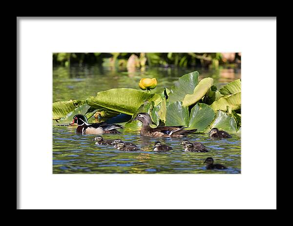 Wood Duck Framed Print featuring the photograph Wild Wood Duck Family Outing by Kathleen Bishop