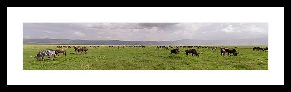 Africa Framed Print featuring the photograph Wildebeest and zebra in panorama, Ngorongoro Crater, Tanzania by Karen Foley