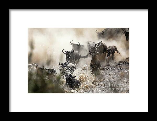 Mara Framed Print featuring the photograph Wildebeest herd crossing the Mara River by Jane Rix