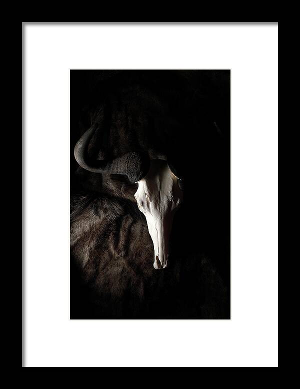 Wildebeest Framed Print featuring the photograph Wildebeest Light and Shadow by David Andersen