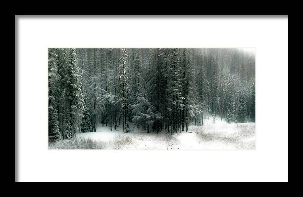 Trees Framed Print featuring the photograph Wilderness Snowfall by Athena Mckinzie