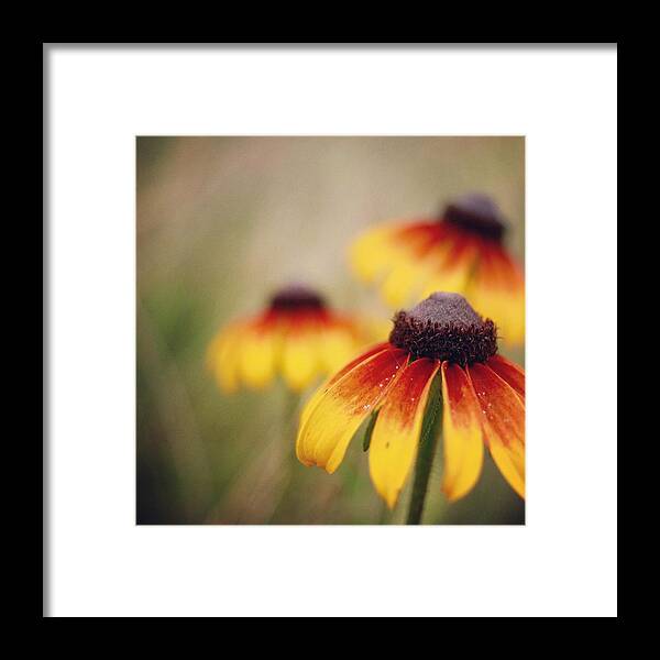 Wildflowers Framed Print featuring the photograph Wildfire Wildflowers by Holly Ross