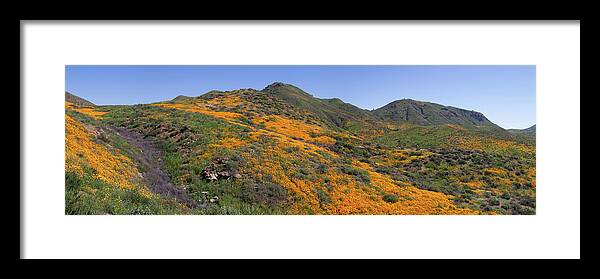 Poppies Framed Print featuring the photograph Wildflower Panoramic by Cliff Wassmann