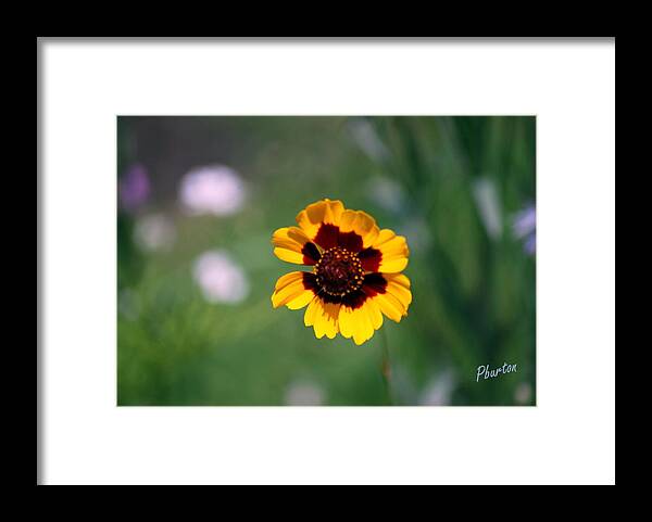 Wildflower Framed Print featuring the photograph Wildflower by Phil Burton