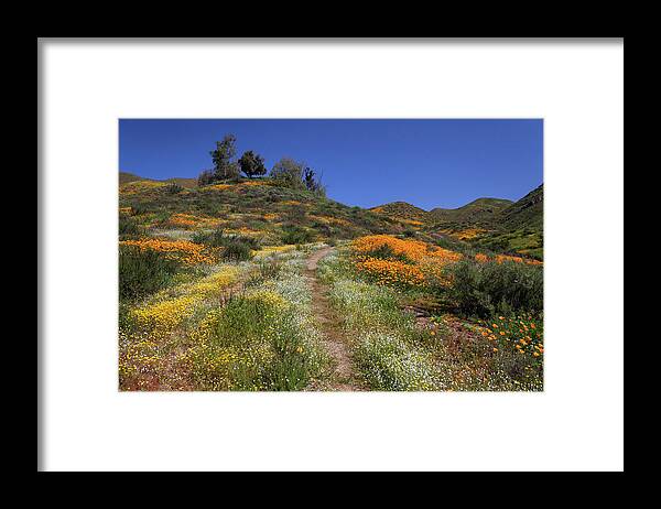 Poppies Framed Print featuring the photograph Wildflower Superbloom by Cliff Wassmann