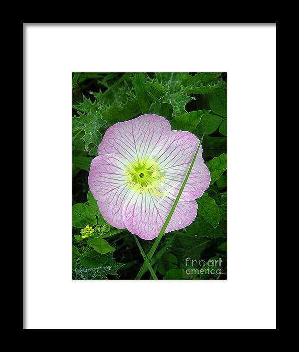 Nature Framed Print featuring the photograph Wildflowers - In The Pink by Lucyna A M Green