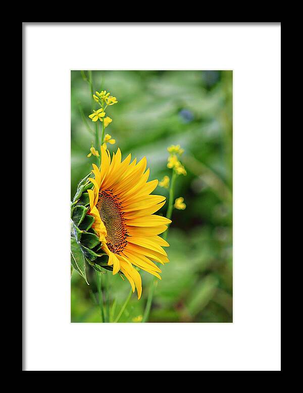 Sunflower Framed Print featuring the photograph Wildflowers and the Sunflower by Karen McKenzie McAdoo