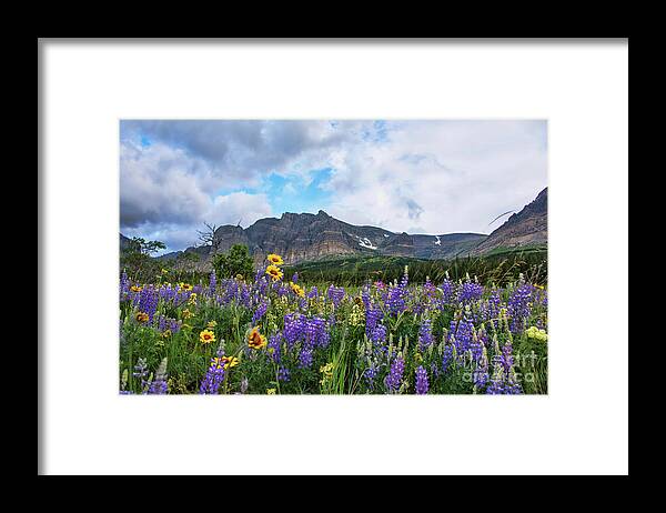 Glacier National Park Framed Print featuring the photograph Wildflowers at Many Glacier by Jean Hutchison