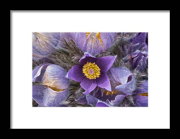 Pasqueflower Framed Print featuring the photograph Wildflowers at the Delta Junction Bison Range by Cathy Mahnke