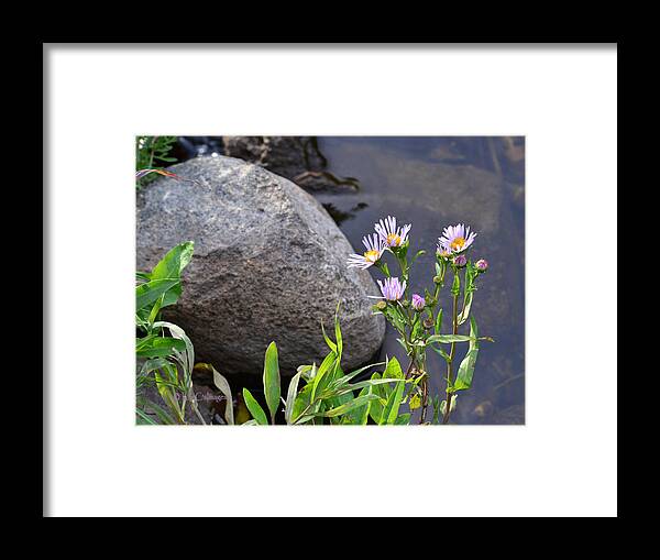 Wildflowers Framed Print featuring the photograph Wildflowers by a Stream by Kae Cheatham